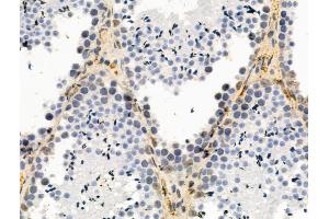 Phospho-Nanog (Thr280) Antibody at 1/100 staining Mouse testis tissue by IHC-P. (Nanog anticorps  (pThr280))