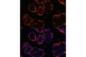 Immunofluorescence analysis of human placenta cells using PSG1 antibody (ABIN6132526, ABIN6146294, ABIN6146296 and ABIN6222029) at dilution of 1:100. (PSG1 anticorps  (AA 180-419))