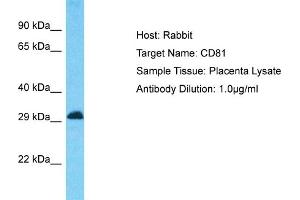 Host: Rabbit Target Name: CD81 Sample Type: Placenta lysates Antibody Dilution: 1. (CD81 anticorps  (C-Term))