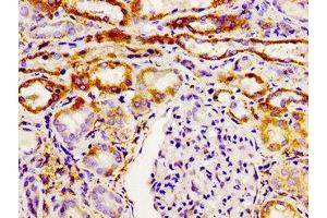 Immunohistochemistry of paraffin-embedded human kidney tissue using ABIN7154513 at dilution of 1:100 (GHSR anticorps  (AA 1-40))