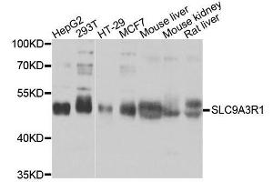 Western blot analysis of extracts of various cell lines, using SLC9A3R1 antibody. (SLC9A3R1 anticorps  (AA 189-358))