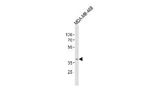Anti-OR5A1 Antibody (C-term)at 1:500 dilution + MDA-MB-468 whole cell lysates Lysates/proteins at 20 μg per lane. (OR5A1 anticorps  (C-Term))