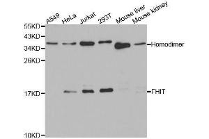 Western blot analysis of extracts of various cell lines, using FHIT antibody.