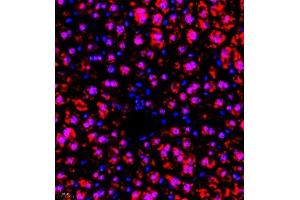 Immunofluorescence of paraffin embedded mouse liver using RBAK (ABIN7075383) at dilution of 1:400 (400x lens) (RBAK anticorps)