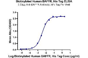 Immobilized Anti-BAFFR Antibody, hFc Tag at 0.
