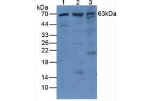 Figure. (PLAT anticorps  (AA 311-562))