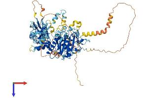AlphaFold protein structure predicition of Human Recombinant DDHD2 Protein, UniprotID O94830