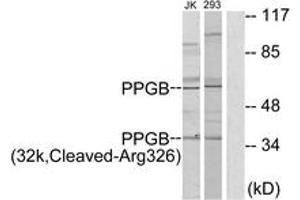 Western blot analysis of extracts from 293/Jurkat cells, treated with etoposide 25uM 1h, using PPGB (32k,Cleaved-Arg326) Antibody.