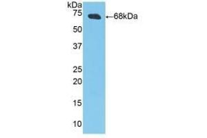 Detection of Recombinant CKM, Porcine using Polyclonal Antibody to Creatine Kinase, Muscle (CKM) (CKM anticorps  (AA 11-367))