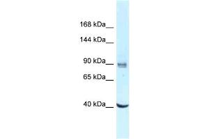 WB Suggested Anti-DDX23 Antibody Titration: 1.