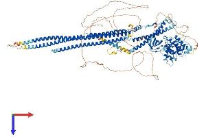 AlphaFold protein structure predicition of Mouse Recombinant Srgap3 Protein, UniprotID Q812A2