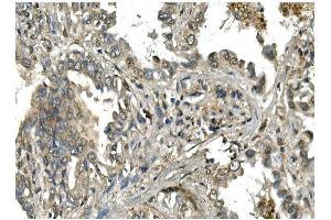 IHC analysis of Mesp2 using anti-Mesp2 antibody (ABIN7599353).