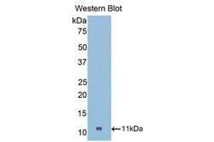 Western Blotting (WB) image for anti-Nucleophosmin (Nucleolar phosphoprotein B23, Numatrin) (NPM1) (AA 212-292) antibody (ABIN1860042) (NPM1 anticorps  (AA 212-292))