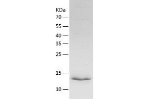 Western Blotting (WB) image for Granulysin (GNLY) (AA 23-145) protein (His-IF2DI Tag) (ABIN7123195)