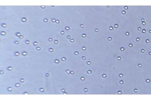 Proliferation Assay (ProA) image for Epithelial Cell Adhesion Molecule (EPCAM) (AA 24-265) (Active) protein (His tag) (ABIN7607345)