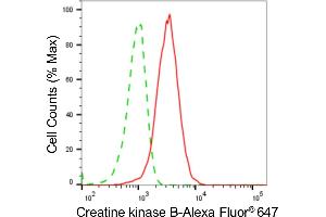 Flow cytometric analysis of Creatine kinase B expression in HeLa cells using Creatine kinase B antibody (ABIN7798163), 1:2,000). (Recombinant CKB anticorps)