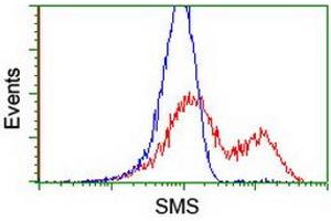 Image no. 2 for anti-Spermine Synthase, SMS (SMS) antibody (ABIN1501098) (SMS anticorps)