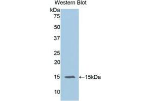 Western blot analysis of the recombinant protein. (IL-15 anticorps  (AA 49-162))