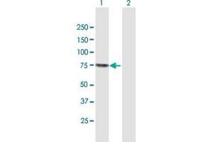 Western Blot analysis of SENP2 expression in transfected 293T cell line by SENP2 MaxPab polyclonal antibody. (SENP2 anticorps  (AA 1-589))