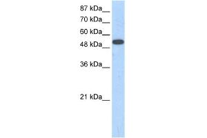 WB Suggested Anti-ZNF416 Antibody Titration:  1. (ZNF416 anticorps  (N-Term))