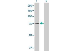Western Blot analysis of SLC5A1 expression in transfected 293T cell line by SLC5A1 MaxPab polyclonal antibody.