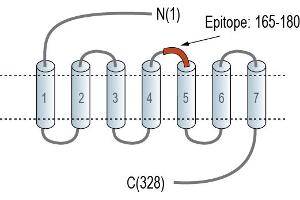 anti-Purinergic Receptor P2Y, G-Protein Coupled, 10 (P2RY10) (AA 165-180), (Extracellular), (Loop 2) antibody