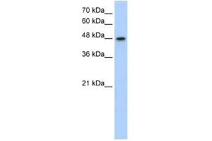 Western Blot showing MAT1A antibody used at a concentration of 1. (MAT1A anticorps  (N-Term))