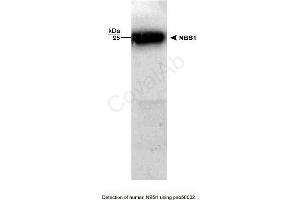 Image no. 1 for anti-NLR Family, Pyrin Domain Containing 2 (NLRP2) antibody (ABIN363311)