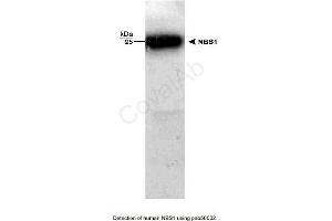Image no. 1 for anti-NLR Family, Pyrin Domain Containing 2 (NLRP2) antibody (ABIN363311) (NLRP2 anticorps)