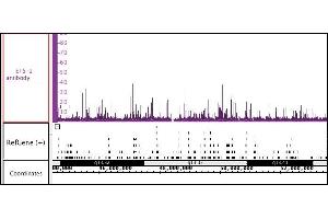 ETS-1 antibody (pAb) tested by ChIP-Seq.