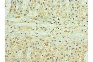 Immunohistochemistry of paraffin-embedded human adrenal gland tissue using ABIN7163625 at dilution of 1:100 (PDGFD anticorps  (AA 191-370))