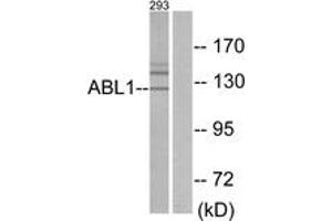 Western blot analysis of extracts from 293 cells, using ABL1 Antibody. (ABL1 anticorps  (AA 861-910))