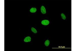 Immunofluorescence of purified MaxPab antibody to NR6A1 on HeLa cell. (NR6A1 anticorps  (AA 1-475))