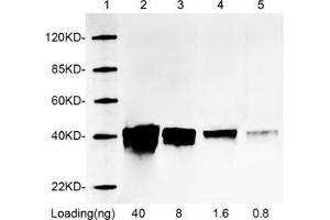 Lane 1: MarkerLane 2-5: 40 ng, 8 ng, 1. (RFP anticorps)