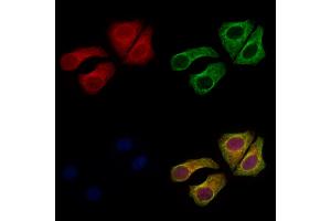 ABIN7094075 and ABIN7098119 staining Hela cells by IF/ICC. (ARL5B anticorps  (Internal Region))
