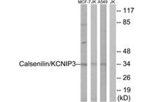 Western blot analysis of extracts from MCF-7/Jurkat/A549 cells, using Calsenilin/KCNIP3 (Ab-63) Antibody. (DREAM anticorps  (AA 29-78))