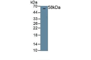 Detection of Recombinant PEDF, Rat using Polyclonal Antibody to Pigment Epithelium Derived Factor (PEDF) (PEDF anticorps  (AA 20-418))