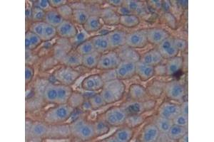 IHC-P analysis of Mouse Tissue, with DAB staining.