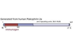 Image no. 3 for anti-Plakophilin 2 (PKP2) (AA 19-183) antibody (ABIN968178) (Plakophilin 2 anticorps  (AA 19-183))