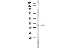 Western blot analysis of lysates from 293 cells, using AOS1 Antibody at 1/1000 dilution.