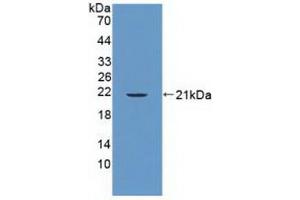 Western blot analysis of recombinant Human PTPN13. (PTPN13 anticorps  (AA 1-161))