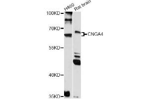 Western blot analysis of extracts of various cell lines, using CNGA4 antibody (ABIN6291315) at 1:1000 dilution. (CNGA4 anticorps)