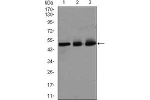 Western Blotting (WB) image for anti-E2F Transcription Factor 1 (E2F1) (AA 69-223) antibody (ABIN1845545)