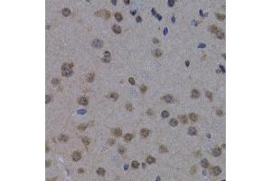 Immunohistochemistry of paraffin-embedded mouse brain using POLR2L antibody (ABIN3023303, ABIN3023304, ABIN3023305 and ABIN6219564) at dilution of 1:200 (40x lens). (POLR2L anticorps  (AA 1-67))