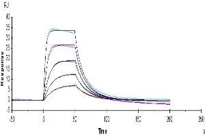 Human IL-2 R alpha/CD25, His Tag captured on CM5 Chip via anti-His antibody can bind Human IL-2, No Tag with an affinity constant of 15.