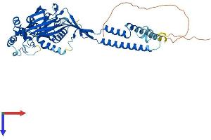 AlphaFold protein structure predicition of Human Recombinant ASIC2 Protein, UniprotID Q16515