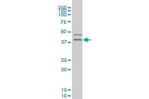 PDK2 monoclonal antibody (M01), clone 2G1 Western Blot analysis of PDK2 expression in U-2 OS .