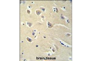 PENK antibody immunohistochemistry analysis in formalin fixed and paraffin embedded brain tissue followed by peroxidase conjugation of the secondary antibody and DAB staining. (Enkephalin anticorps  (AA 145-174))
