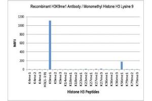 The recombinant H3K9me1 antibody specifically reacts to Histone H3 monomethylated at Lysine 9 (K9me1).