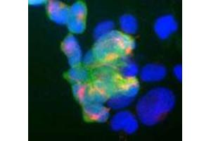 Shows human embryonic kidney cell line 293 stained with mouse monoclonal to UCHL1 monoclonal antibody, clone BH7  (green) and rabbit antibody to neurofilament NF-M (red). (UCHL1 anticorps)